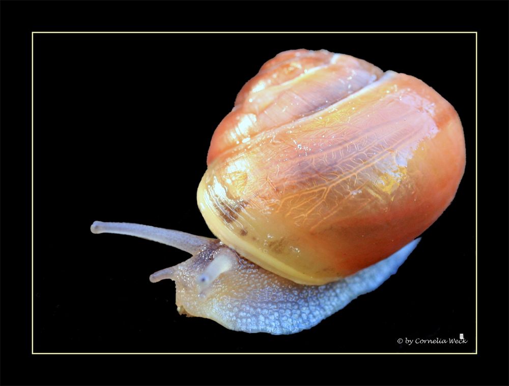 Auf unserer Holzterasse kam mir diese Schnecke vor den Auslöser.