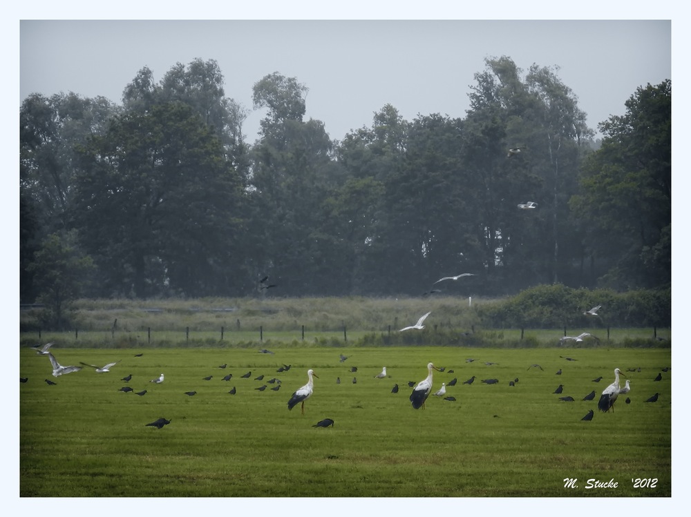 "Auf unserer Wiese...!"