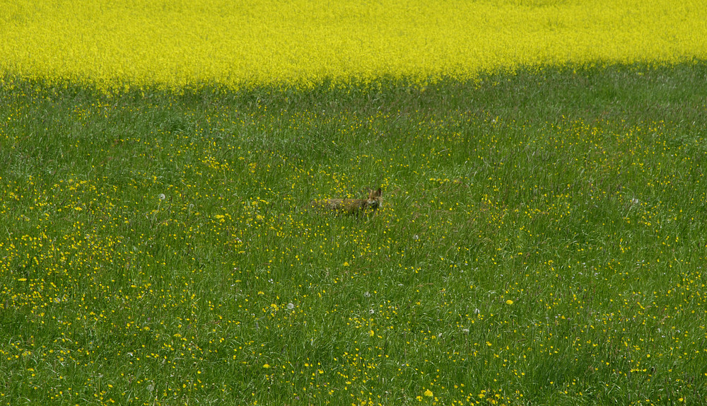 ~ auf unserer Wiese ~