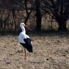 Auf unsrer Wiese gehet was