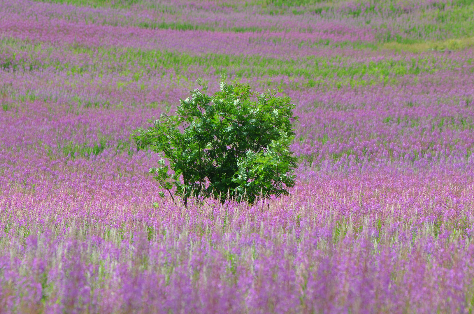 Auf violetten Wogen.