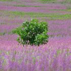 Auf violetten Wogen.