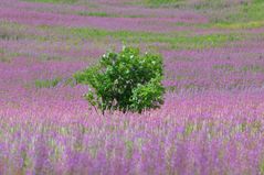 Auf violetten Wogen.