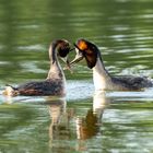 Auf Vogelerkundungstour