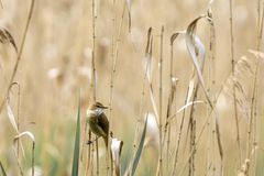 Auf Vogelerkundungstour