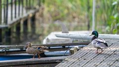 Auf Vogelerkundungstour