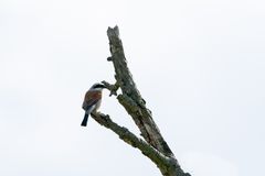 Auf Vogelerkundungstour