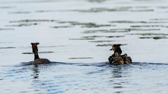 Auf Vogelerkundungstour