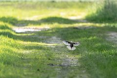 Auf Vogelerkundungstour