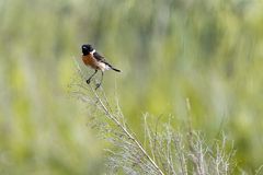 Auf Vogelerkundungstour