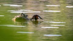 Auf Vogelerkundungstour