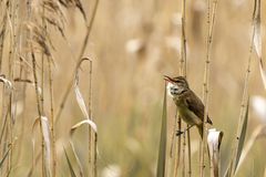 Auf Vogelerkundungstour