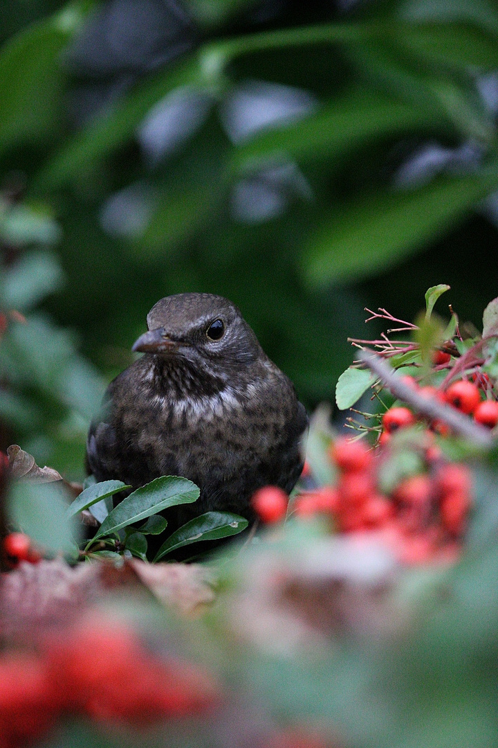 Auf Vogeljagt 