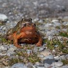 Auf Wanderschaft