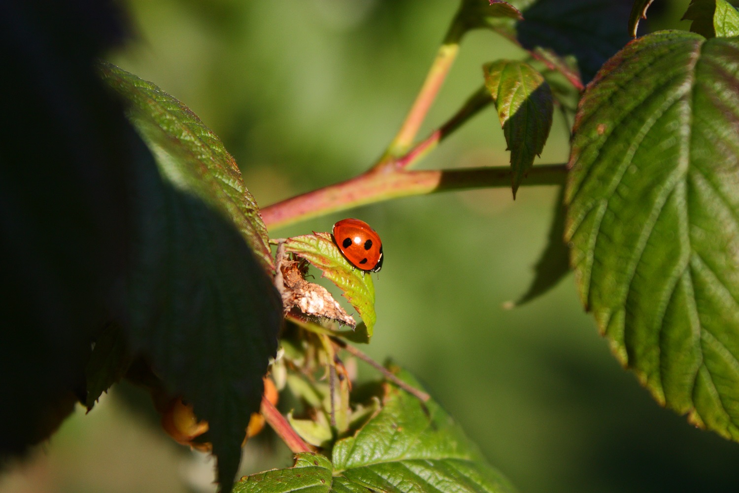 Auf Wanderschaft