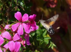 Auf Wanderschaft an den Blüten - Taubenschwänzchen