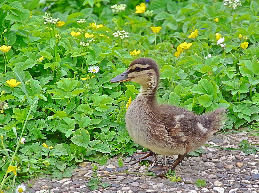 Auf Wanderschaft