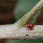 Auf Wanderschaft