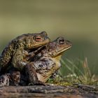 Auf Wanderschaft