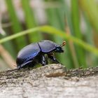 Auf Wanderschaft.....