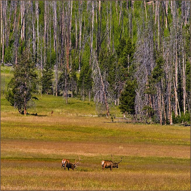 Auf Wanderschaft durch den Yellowstone