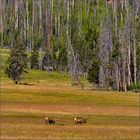 Auf Wanderschaft durch den Yellowstone