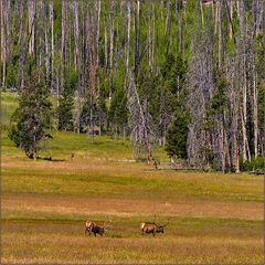Auf Wanderschaft durch den Yellowstone