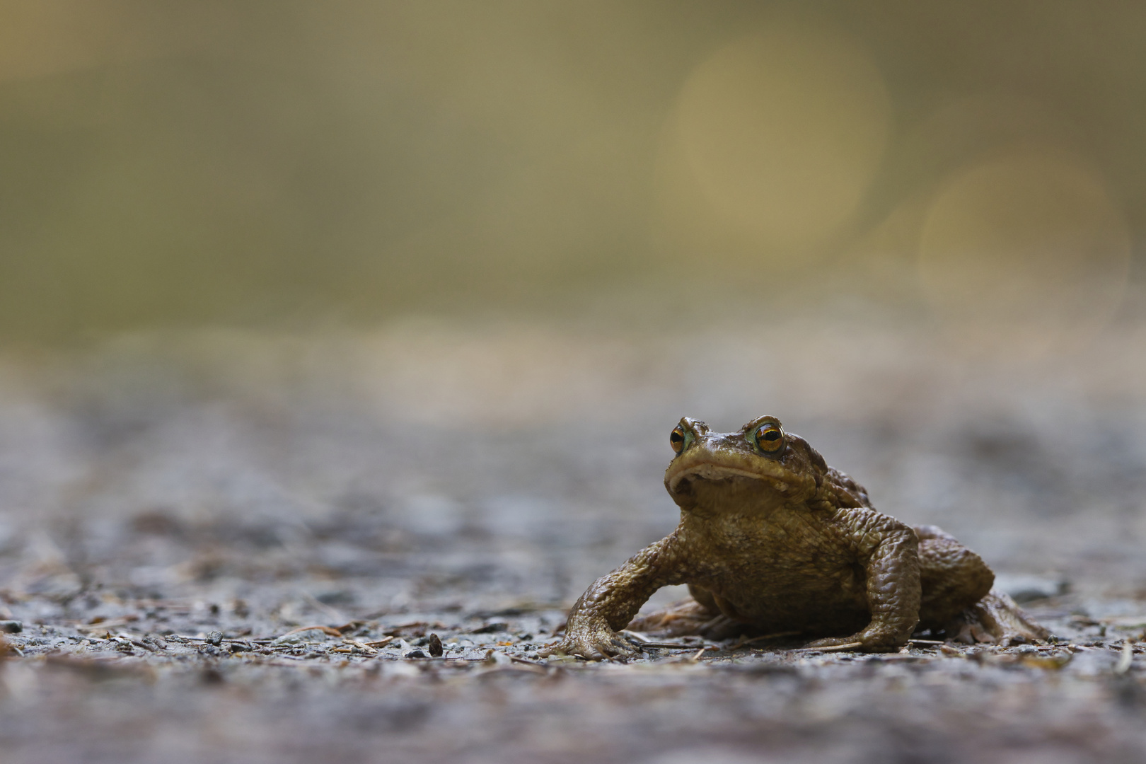 Auf Wanderung