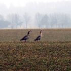 Auf Wanderung