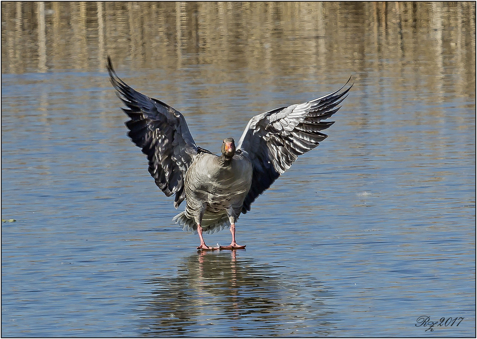 Auf Wasser laufen