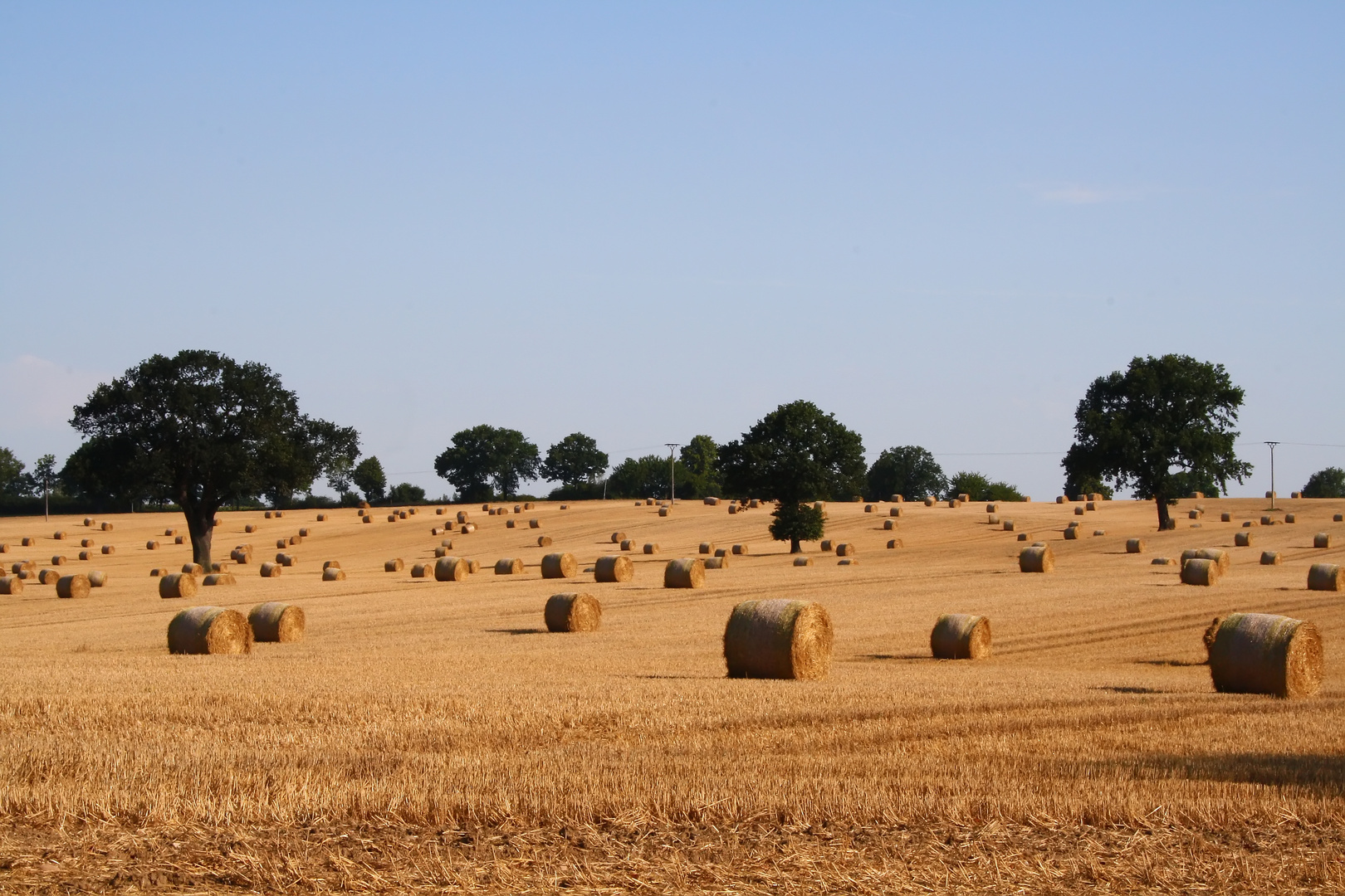 Auf weitem Feld