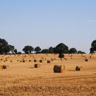 Auf weitem Feld