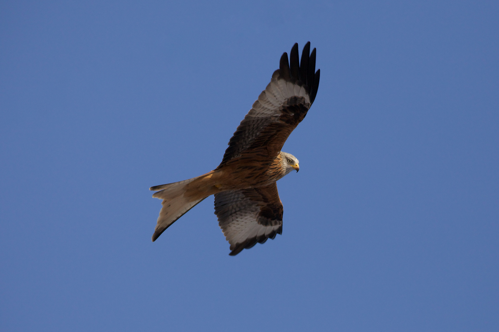 Auf weiten Schwingen