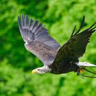 Auf weiten Schwingen