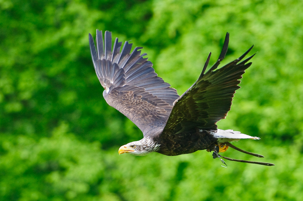 Auf weiten Schwingen