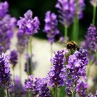 auf welche Blüte soll ich zuerst fliegen ?