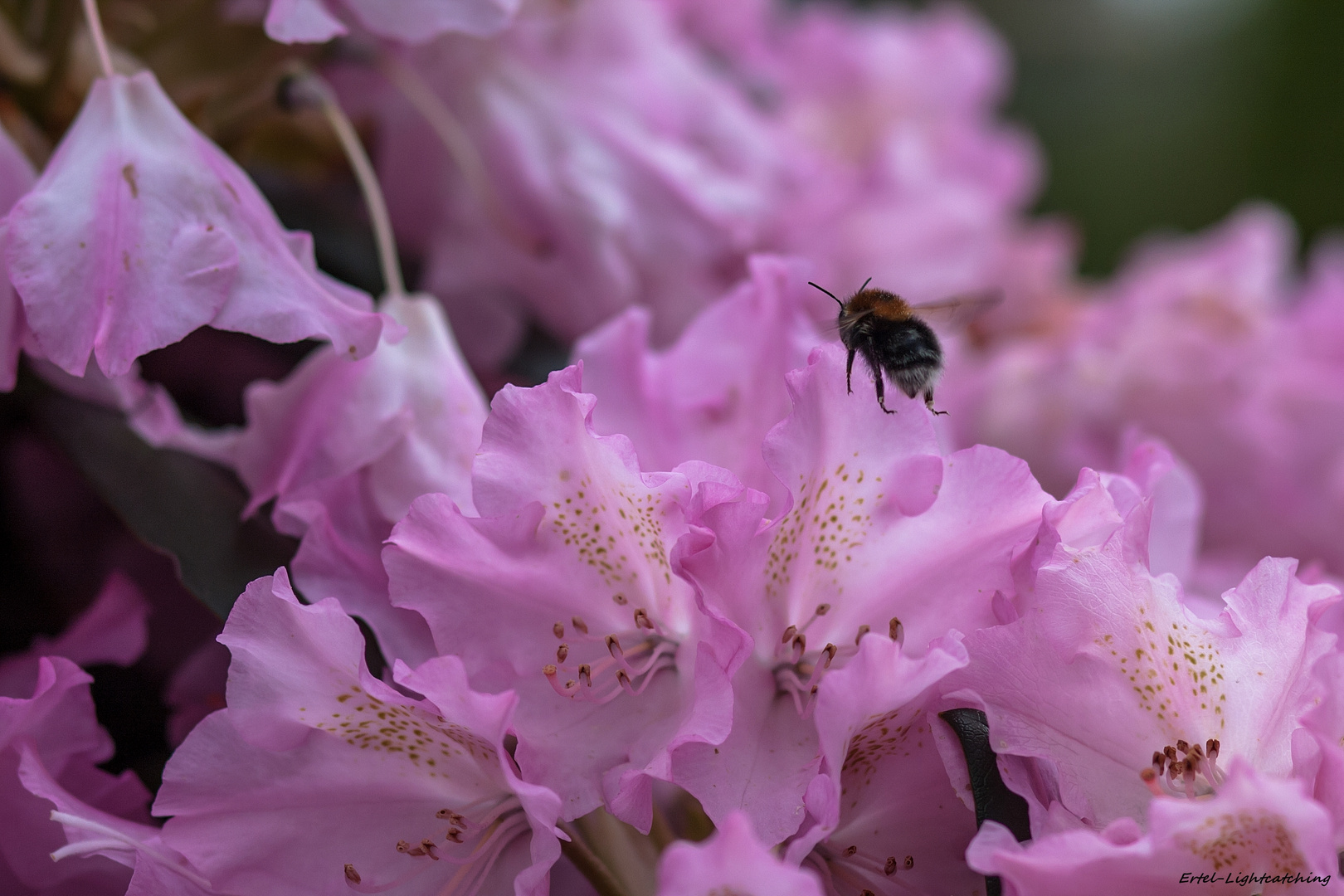 Auf welcher Blüte lande ich denn?