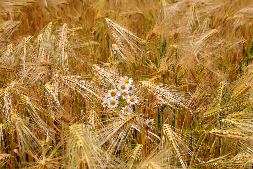 Auf Wiedersehen Frühling, Willkommen Sommer