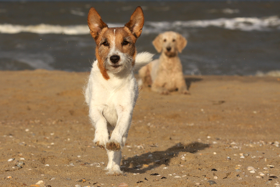 auf wiedersehen mein Seelenhund