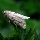 Auf Wiesenkerbel ruhte