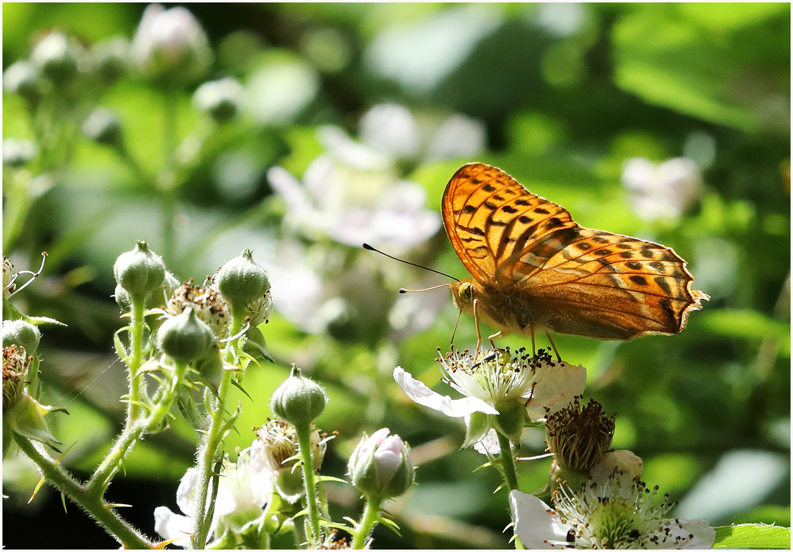 auf wilden Brombeeren