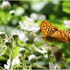 auf wilden Brombeeren