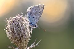 auf wilder Möhre