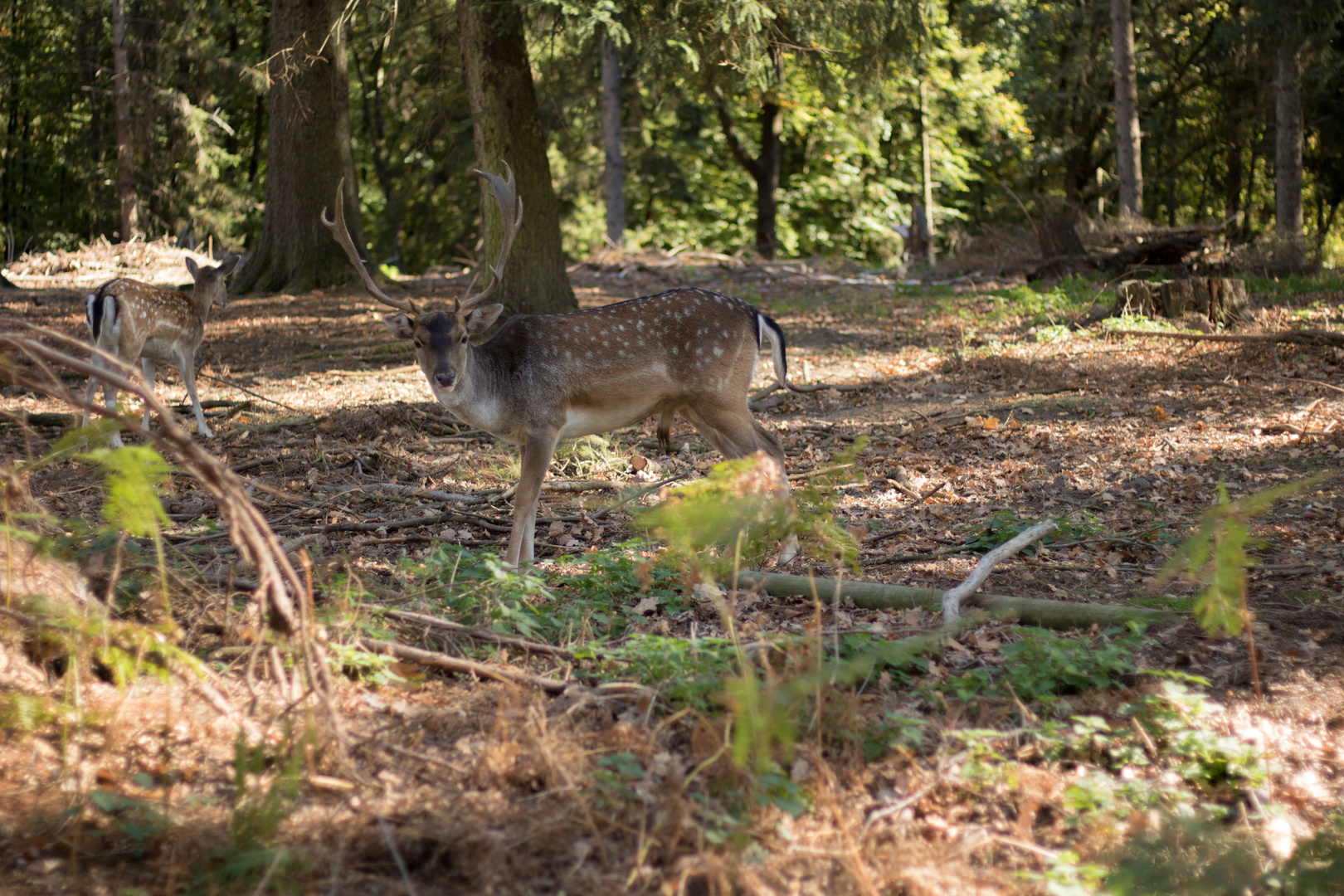 Auf Wildfang