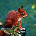 ..... auf Wintervoratssuche in der Herbstzeit....