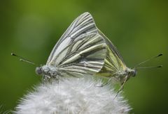 auf wolke 7