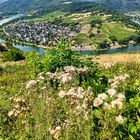 auf Wunsch hier in Farbe:Moselschleife