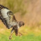 Auf Wunsch von Peter - Bussard in Rüttelflug über Beute