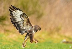 Auf Wunsch von Peter - Bussard in Rüttelflug über Beute