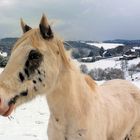 Auf Wuppertals Höhen .....